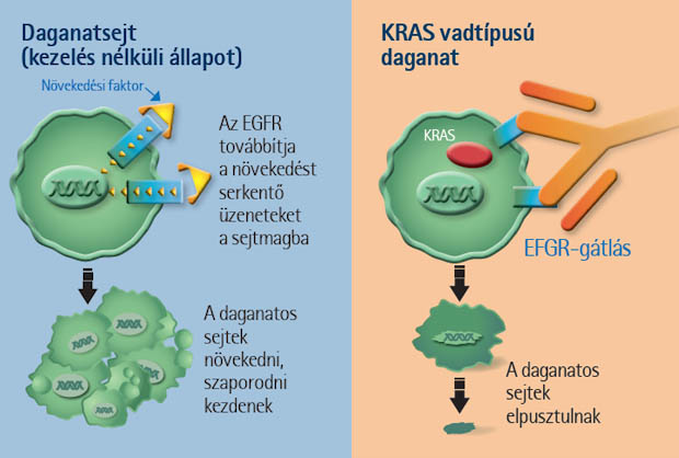A bal oldali ábrán a daganatsejt működése látható kezelés nélkül: a növekedési faktor hatására az EGF-receptor (EGFR) növekedést és osztódást indukáló jelet továbbít a sejtmagnak. A receptror gátlásának hatására (jobb oldali ábra) megszűnik a daganatsejt növekedése és osztódása, végül elpusztul. A jelátviteli folyamatban szerepe van a KRAS molekulának is (ld. később)