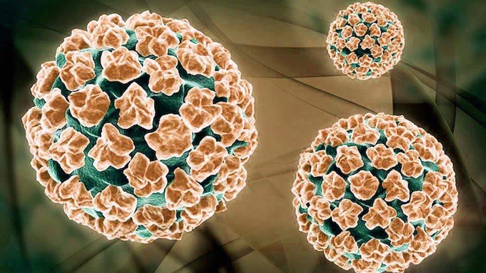 humán papillomavírus fertőzés halálozási aránya